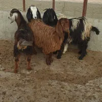 ۴ عدد بزغاله برای نگهداری و سربریدن و قربانی کردن|حیوانات مزرعه|میاندوآب, |دیوار