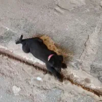 توله ماده ژرمن شپرد بلک مو بلند