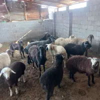 گوسفند زنده قصابی و نذری موجود میباشد|حیوانات مزرعه|فومن, |دیوار