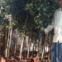 مرکبات جنوب انار زیتون پسته  درخت نهال نهالستان