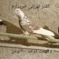 کفتر تهرانی