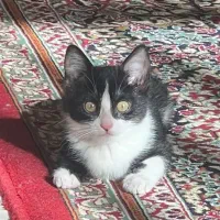 واگذاری رایگان بچه گربه