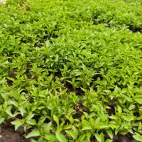 نشا|خدمات باغبانی و درختکاری|اسلام‌‌آباد غرب, |دیوار