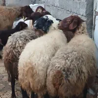 تعداد۸راس گوسفند بابره میش وبره جوان وشیره دار|حیوانات مزرعه|کرمانشاه, |دیوار