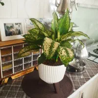 آگلونما برفی