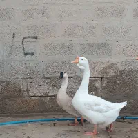 قو غاز جوان سرحال