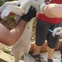 توله سرابی ۲ماهه و نیمه|سگ|ضیابر, |دیوار