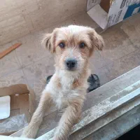 سگه نجات داره