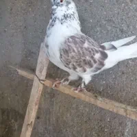 کبوتر نر
