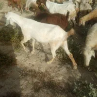 گیسه آبستن سر مایه