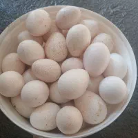 تخم بوقلمون