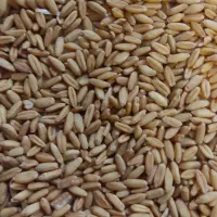 گندم بش درجه یک