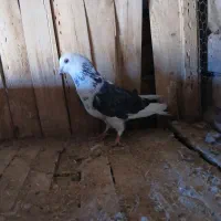 کبوتر طوقی و پرشی|پرنده|جعفرآباد, |دیوار