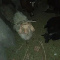 هفت تا کهره چاق شهرستان ریگان|حیوانات مزرعه|بم, |دیوار