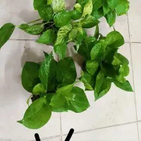 پرنده بهشتی|پرنده|مشهد, حیدرآباد|دیوار