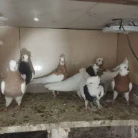 کبوتر