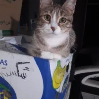 واگذاری گربه جذاب