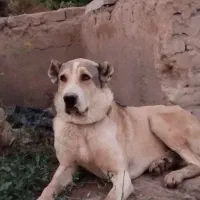 سگ گ