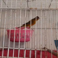 قناری جفت|پرنده|اصفهان, شهرک صنعتی امیرکبیر (شاپور جدید)|دیوار