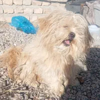 سگ پاکوتاه|سگ|فاروج, |دیوار