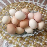 تخم مرغ نطفه دار