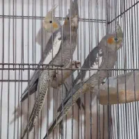عروس هلندی وجوجه|پرنده|کرج, اکبرآباد|دیوار