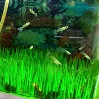 ماهی های گوپی|ماهی|اردبیل, |دیوار