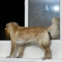 واگذاری گلدن رتریور|سگ|پردیس, فاز ۱۱|دیوار