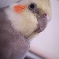 عروس هلندی گمشده