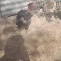 جوجه مرغ واکسن خورده کوچیک وبزرگ