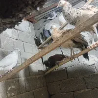 فروش تاوس|پرنده|پلنگ آباد, |دیوار