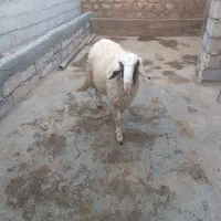 فروش کاوره سنجابی