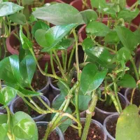 گل‌های زیبا