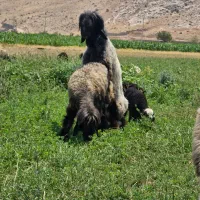 قوچ|حیوانات مزرعه|صدرا-فارس, فاز ۱|دیوار
