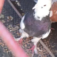 سه تاطوقی یک جفت پدر مادر و یک جوانه