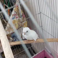 عروس هلندی آلبینو ماده سالم و سر حال