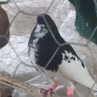 کبوتر بهبهانی وشهری|پرنده|شیراز, تندگویان|دیوار