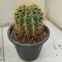 دیفن باخیا|کلکسیون و سرگرمی|مشهد, باغون آباد|دیوار