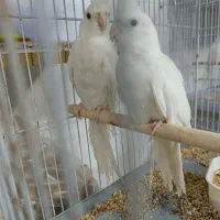 عروس هلندی