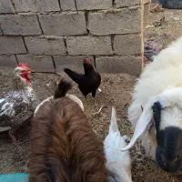 مرغ گلین|حیوانات مزرعه|درمیان, |دیوار