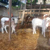 گوساله لیشه شیرخوار