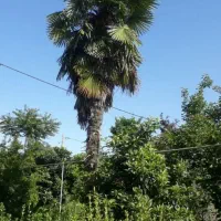 پالم لاتانیا ۶متری