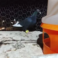 مینا سیاه خوشکل دستا۶به۶|پرنده|بیرجند, |دیوار