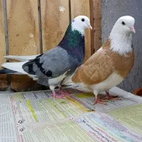 کبوتر نر پرشی