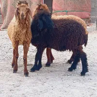 بزندیل میش وبزنر|حیوانات مزرعه|کاکی, |دیوار