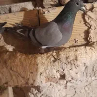 کفتر مسافتی ماده|پرنده|اهر, |دیوار