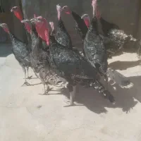 بوقلمون|حیوانات مزرعه|قم, شهرک قدس|دیوار