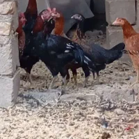 مرغ محلی|حیوانات مزرعه|خاش, |دیوار