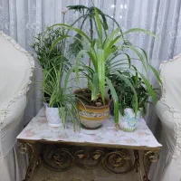 دو عدد عدد میز گلخانه فلزی لوکس و جذاب