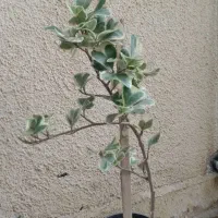 گل های زینتی